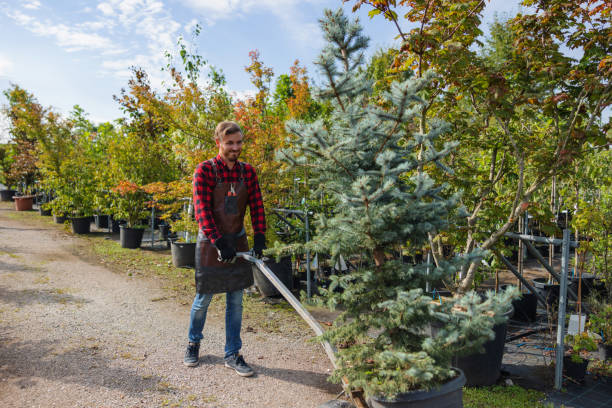 Best Tree Root Removal  in Burlington, OH